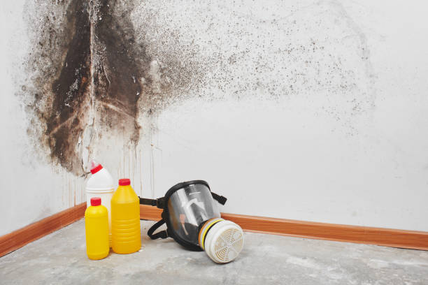 Attic Mold Removal in Spring Creek, NV