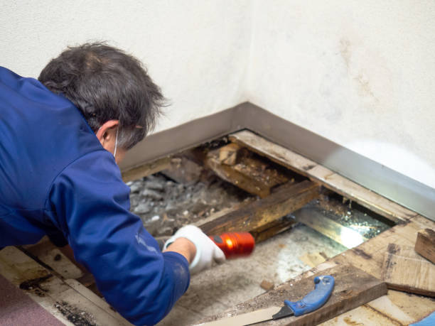 Best Mold Removal Company Near Me  in Spring Creek, NV
