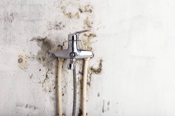 Best Certified Mold Removal  in Spring Creek, NV