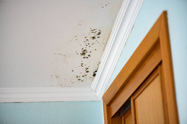 Best Mold Testing  in Spring Creek, NV