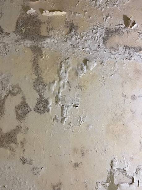 Best Office Mold Removal Services  in Spring Creek, NV