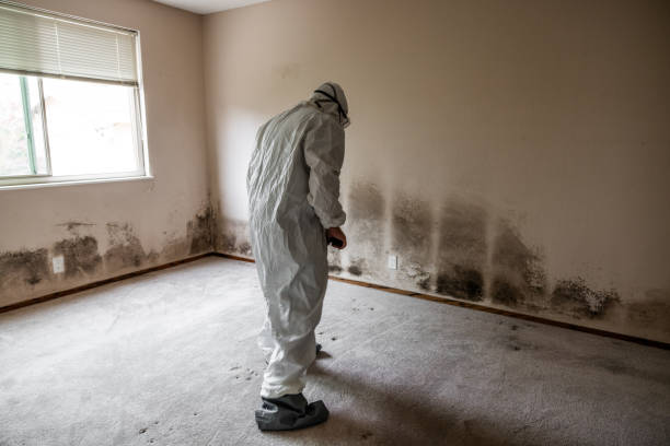 Best Mold Damage Repair  in Spring Creek, NV