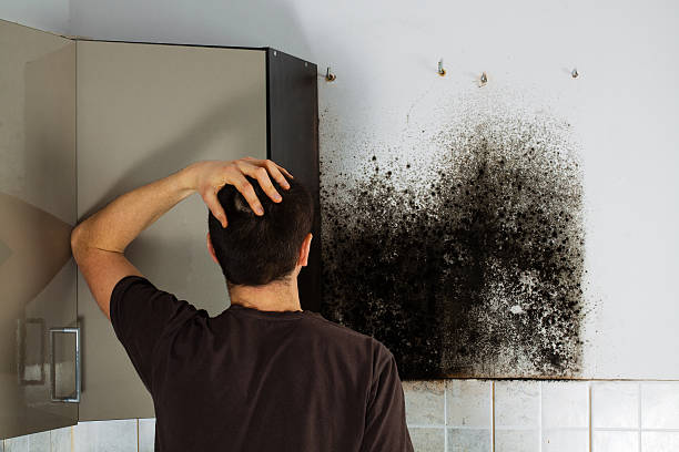 Best Toxic Mold Removal  in Spring Creek, NV